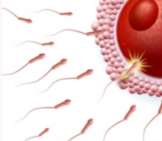 Centre-de-Fertilité-PMA_Traitement-et-PMA_FIV-Classique---320x278